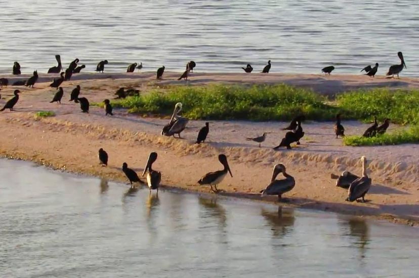 Isla Pajaros