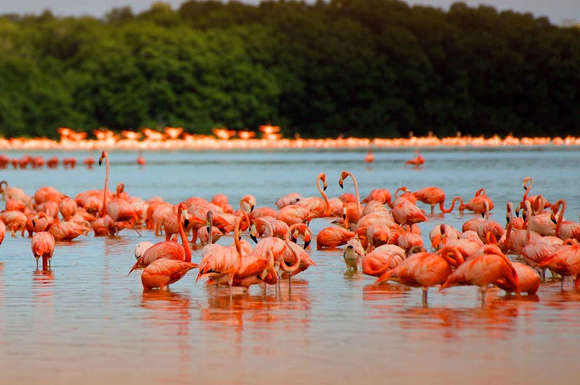 flamencos en ría lagartos